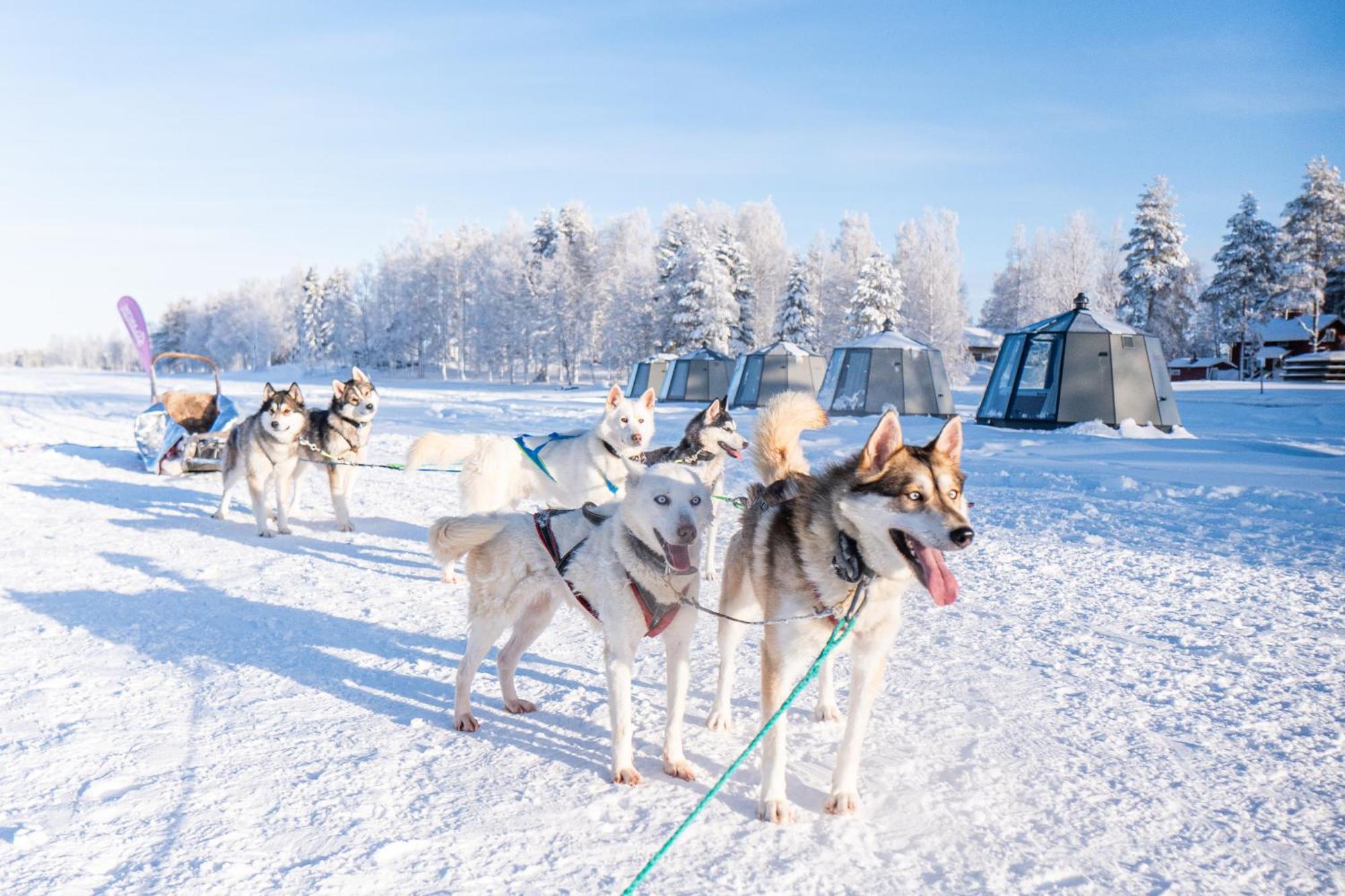 Arctic Guesthouse & Igloos Ranua Eksteriør bilde